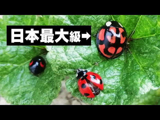 でか 日本最大級てんとう虫カメノコテントウ捕まえたaiolocaria One Of The Largest Ladybugs In Japan Youtube
