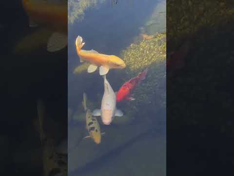 Карпы кои. Cyprinus rubrofuscus. Koi-Karpfen. 鯉  , コイ. Часть 1.
