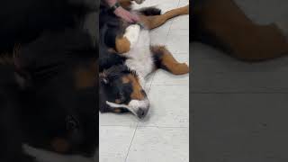 Big Dog Belly Rub #shorts #shortvideo #dog