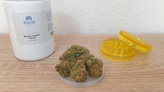 Med. C. 🥦 Sorten Review - Beacon I-Hybrid THC 18 (4K)