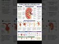 Kidney: Human Excretory System