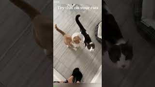 Funny Cats 2024 Kitten Meowing 2608
