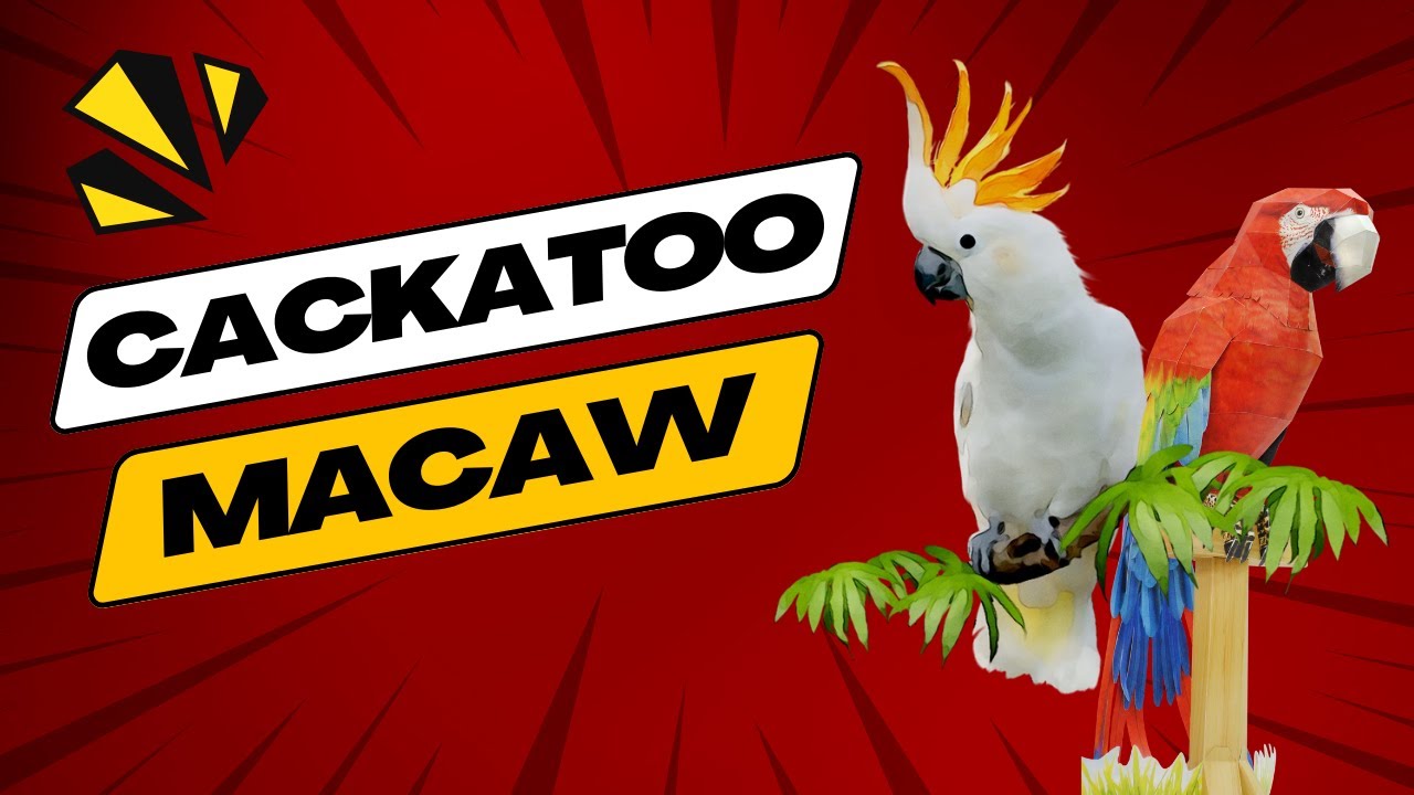 Meet the Stunning Cockatoo and Majestic Macaw - Breeding Birds