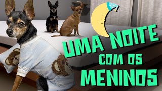Pamos Uma Noite Inteira Filmando Nossos Cachorros Rotina Noturna Dos Pequenos Príncipes