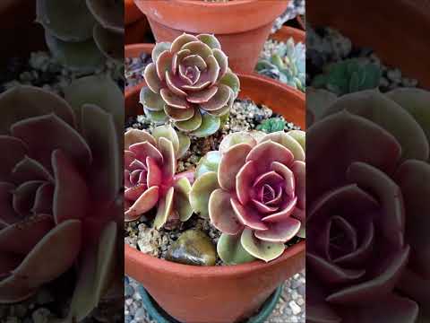 Video: Ce este o plantă suculentă de catifea roșie - Aflați despre îngrijirea Echeveria „Red Velvet”