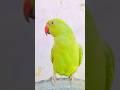 Subhanlha Walhadulila Parots Shortvideo Farhan Parrot Subhanlha Walhadulila Parots Shortvideo Farhan Parrot