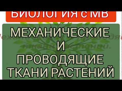 Механические и проводящие ткани растений. Биология.