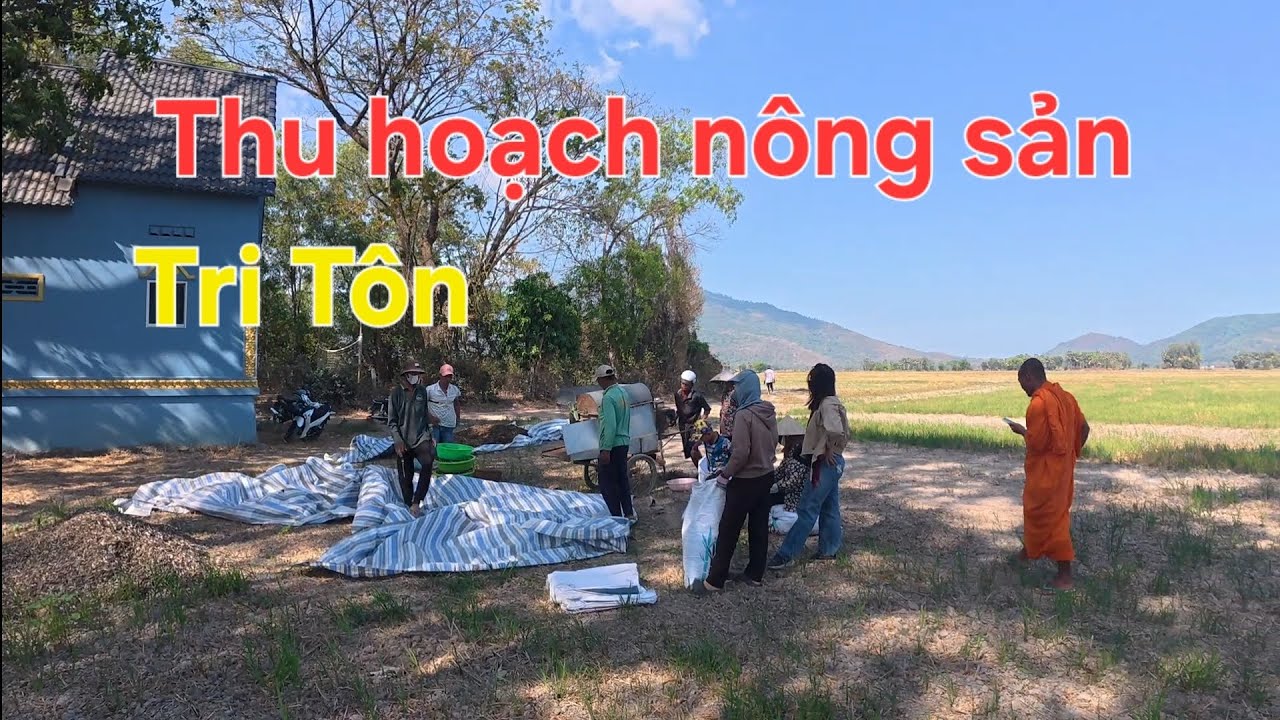Cảnh nông dân thu hoạch ở Tri Tôn - An Giang