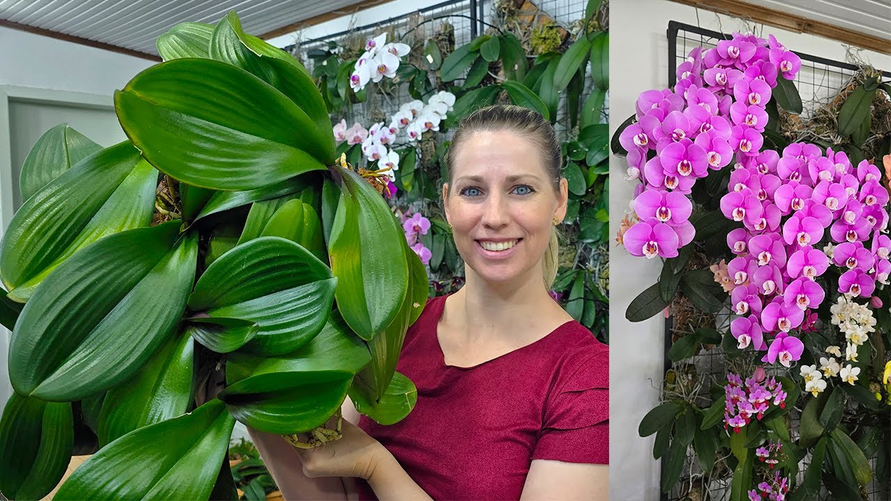 Como PLANTAR ORQUÍDEA PHALAENOPSIS Orelha de Elefante Taisuco Anna