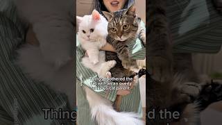 Every cat parent is a little dramatic, right? 🤷‍♀️ #shorts #cat #funny