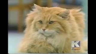 Dewey The Famous Feline