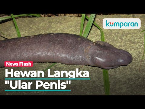 ‘Ular Penis’, Hewan Langka Tanpa Alat Pernapasan dan Tanpa Mata