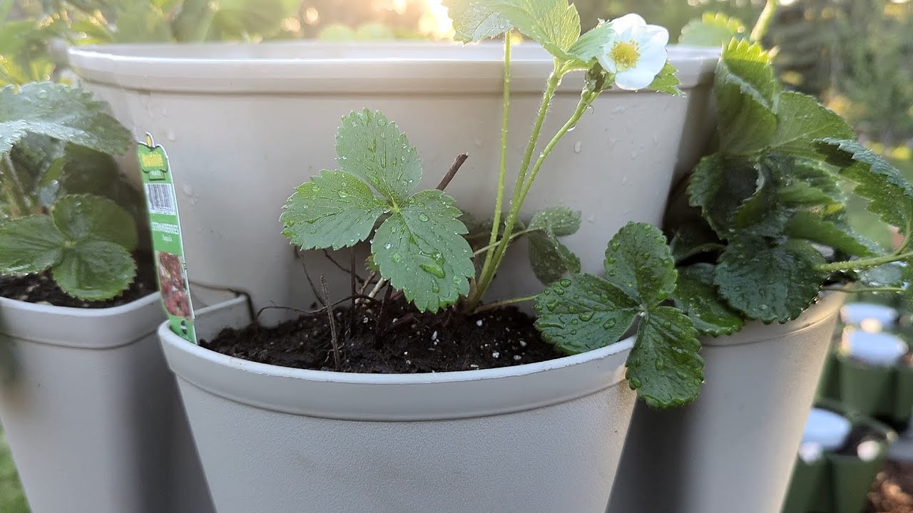 Baby bean and strawberry plants in the Greenstalk! Love to see things