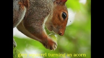 Sneaky Squirrel Checks Acorns For Winter Hideaway - Watch The Gray Squirrel In Action!