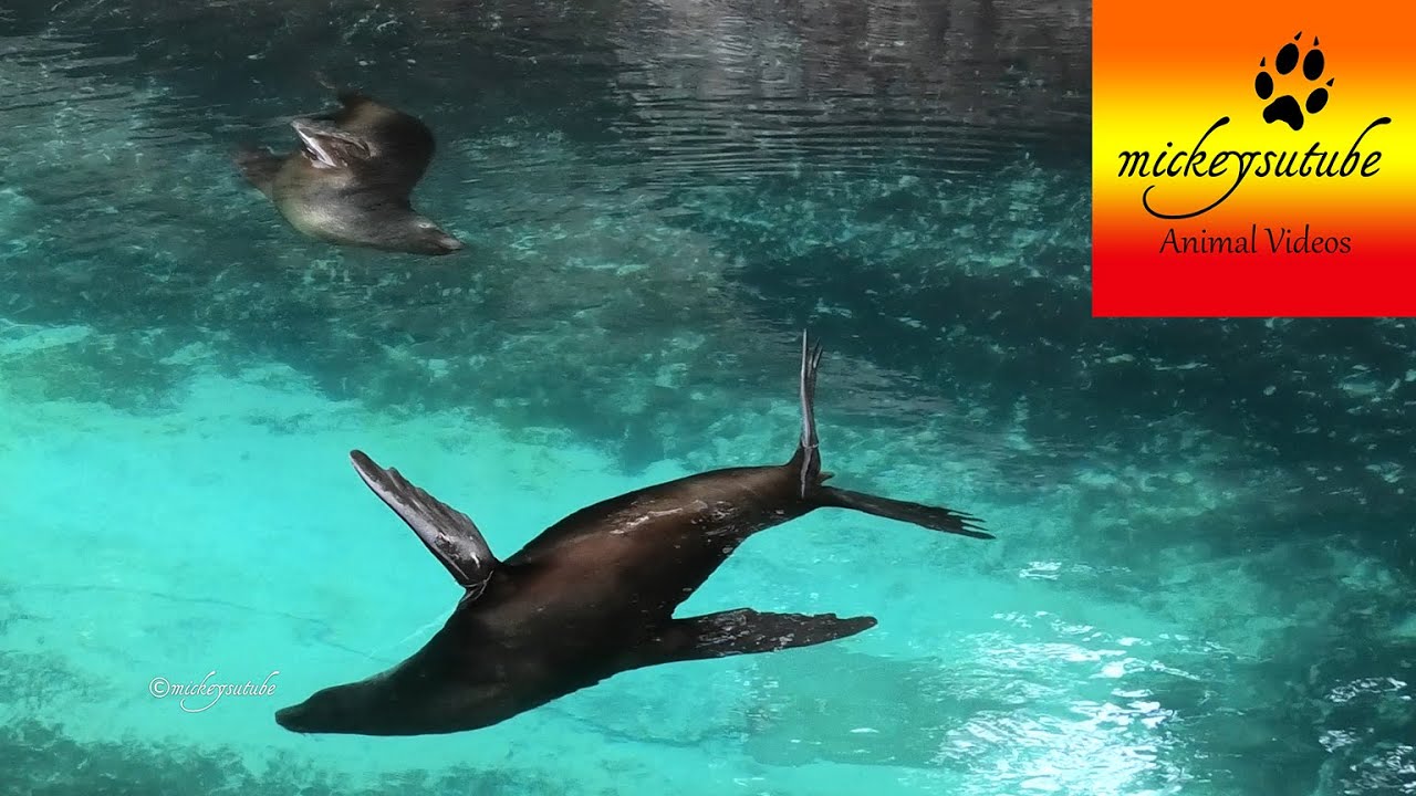 How A Sea Lion Sleeps In The Water