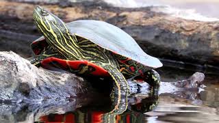 Western Painted Turtle