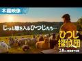 ＜🐏ヒュー・ジャックマンがひつじたちに読み聞かせ📚＞『ひつじ探偵団』本編映像🐏5月8日（金）全国の映画館で公開🍀