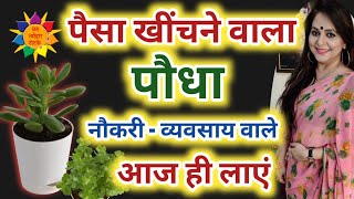 पैसा खींचने वाला पौधा, हर घर में होना चाहिए | Vastu Plant | Jade Plant #VastuTips #VastuPlant #Vastu