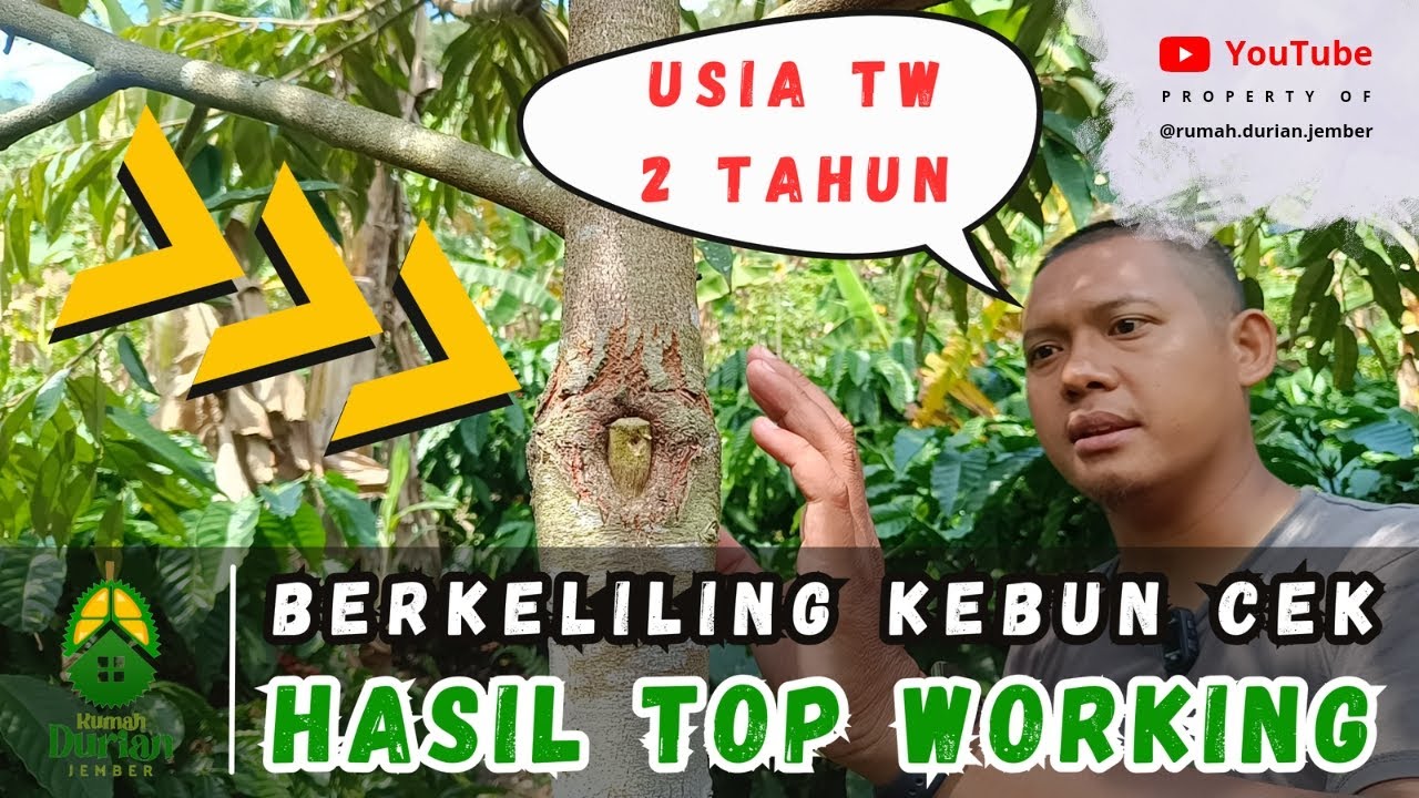 🟢🔴 BERKELILING KEBUN MELIHAT HASIL TOP WORKING USIA 2 TAHUN 🌳 | Kami Bagikan Juga Tips Pruning ✂️🌱