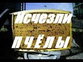 Исчезли пчелы в ульях.Причины исчезновения и ослабления  пчелосемей.