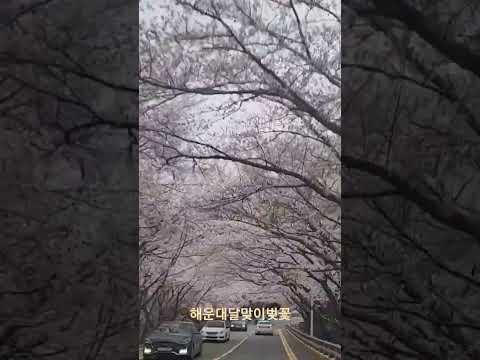 해운대 달맞이 벚꽃 드라이브