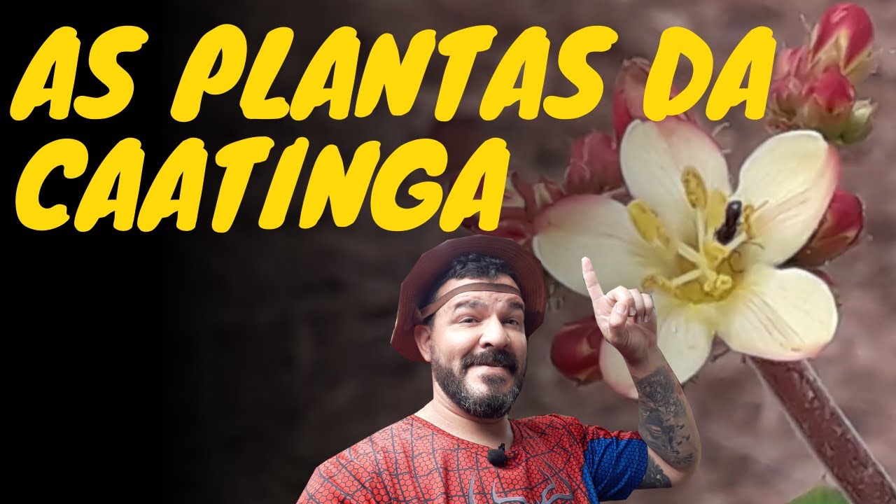 AS PLANTAS DA CAATINGA - PASTO PARA AS ABELHAS