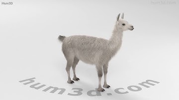 Llama 3D model by 3DModels.org