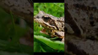 Sonido Rana Croar / Frog Sound Croaking / 蛙聲 screenshot 1