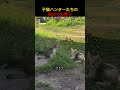 子猫ハンターたちの初めての狩り