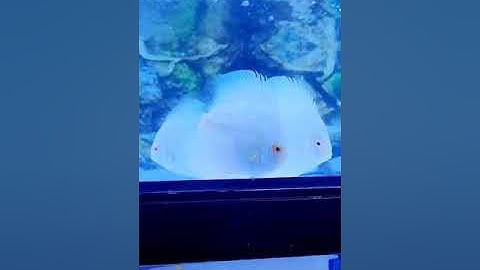 ngắm vẻ đẹp của cá dĩa lam albino I cá dĩa trắng ab