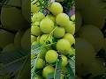 Health Benefits of Amla | Amazing Benefits of Eating Indian Gooseberry Daily#YouTube short  viral