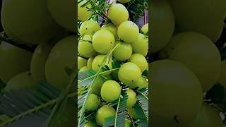 Health Benefits of Amla | Amazing Benefits of Eating Indian Gooseberry Daily#YouTube short  viral