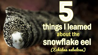 5 Things I Learned About Snowflake Eels