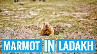 Himalayan Marmot - Ladakh Wildlife (Full HD)