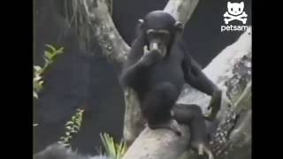 Macaco Cheira O Próprio Dedo E Desmaia Kkkkk
