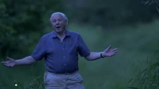David Attenborough's Light on Earth trailer - WFFR 2016