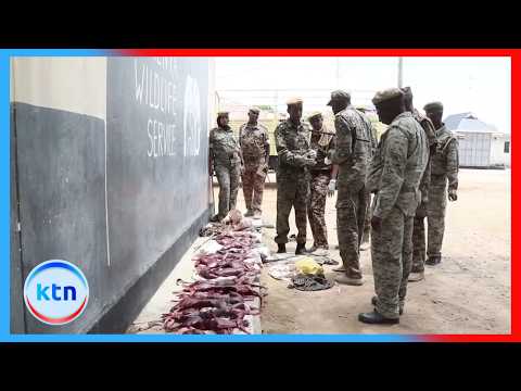 KWS Intercepts 20 Dik-Dik, 15 Impala Carcasses in Tana River