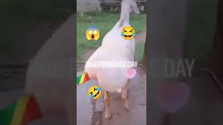#voici #independance_day du Congo Brazzaville défilé par le mouton 🐑🐏 qui me fait rire tellement 😂🤣🤣
