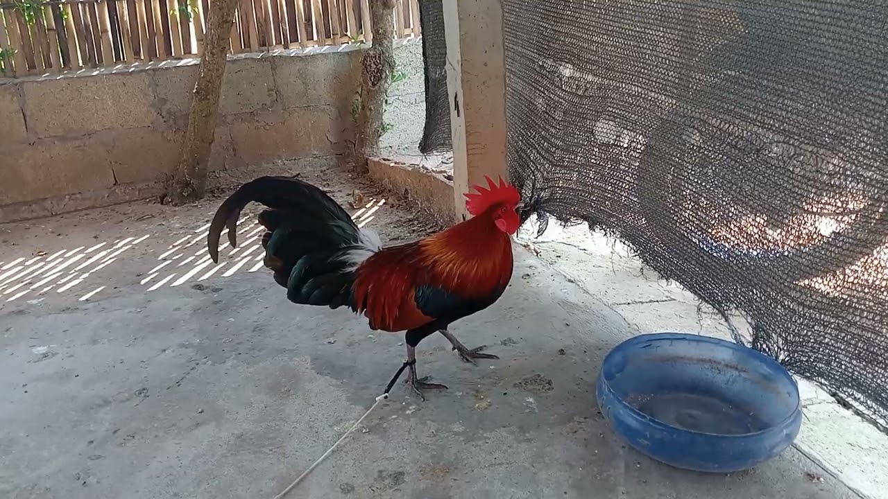 16 (2) nyiam nug tau nawb cov phooj ywg 2026