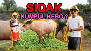 MANG HERI GEREBEK KUMPUL KEBO DI GUBUK DERITA