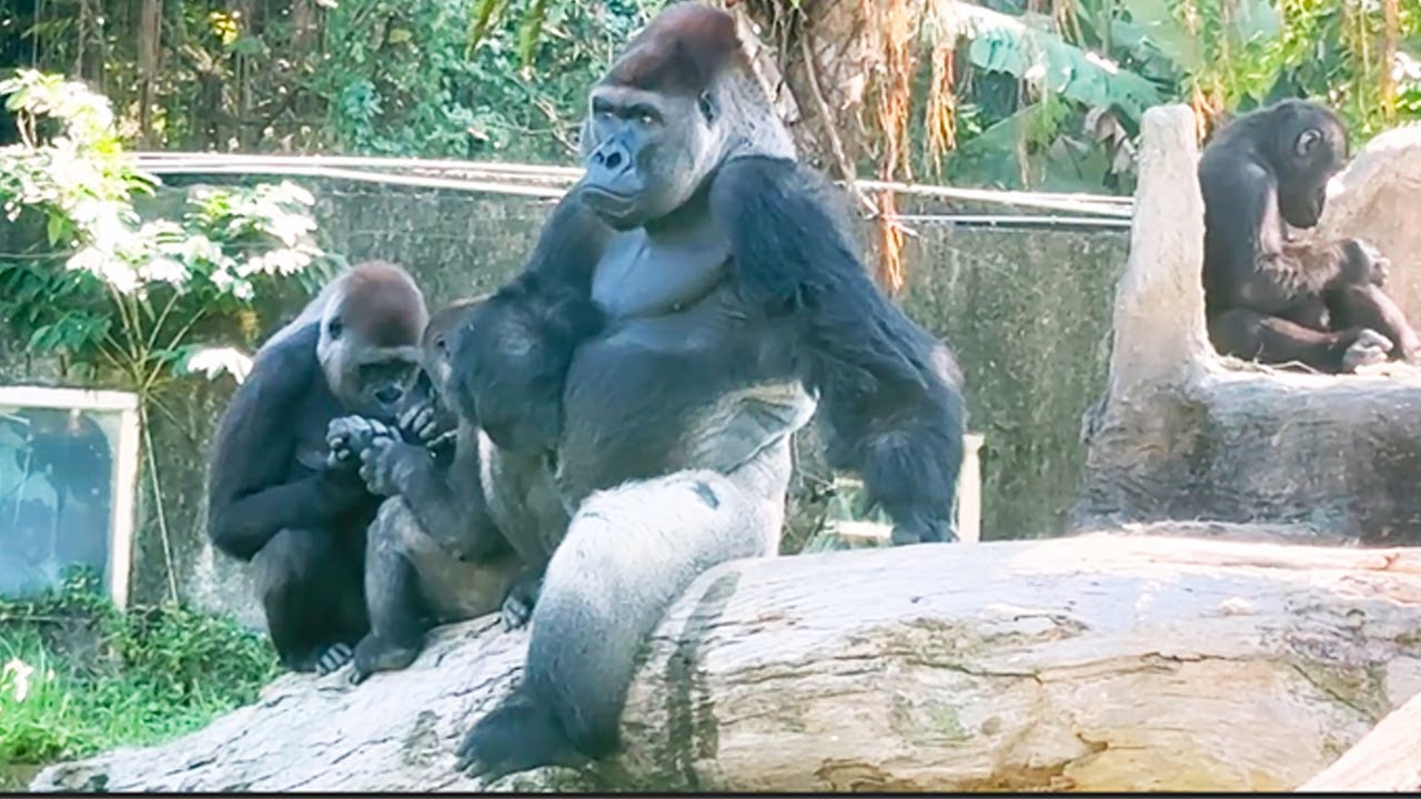 銀背迪亞哥2025年的可愛回顧Silverback D'jeeco’s Adorable Highlights of 2025