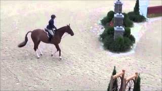 Winning 3'3" Jr/AO Hunter, Eligible First Yr Grn, Top ribbons at Capital Challenge, Old Salem, etc