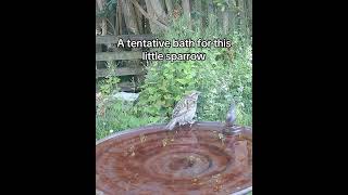 Little sparrow has a tentative bath #birdbath #sparrow