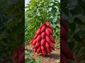 Grow Sweet Potatoes at Home (Super Easy Method!) 🍠 #shorts