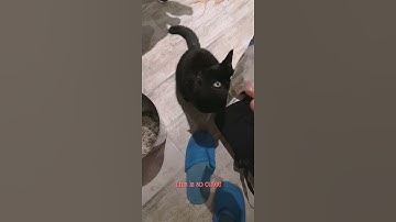 First time my cat smells cat nip