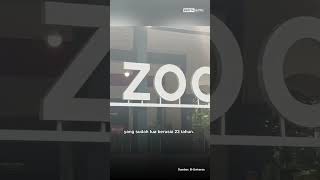 Faktor Usia, Satu Harimau Sumatera di Medan Zoo M4ti #harimausumatra #medan #beritasatu