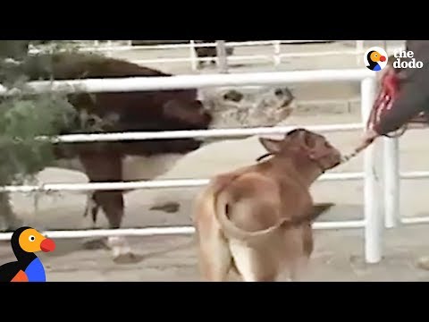 Crying Cow Mom Reunited With Calf in Magical Reunion | The Dodo