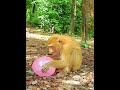 Most funny monkey video 2024 #funnymonkey #funnyclip #funny #monkeycomedy #monkey #monkeysr