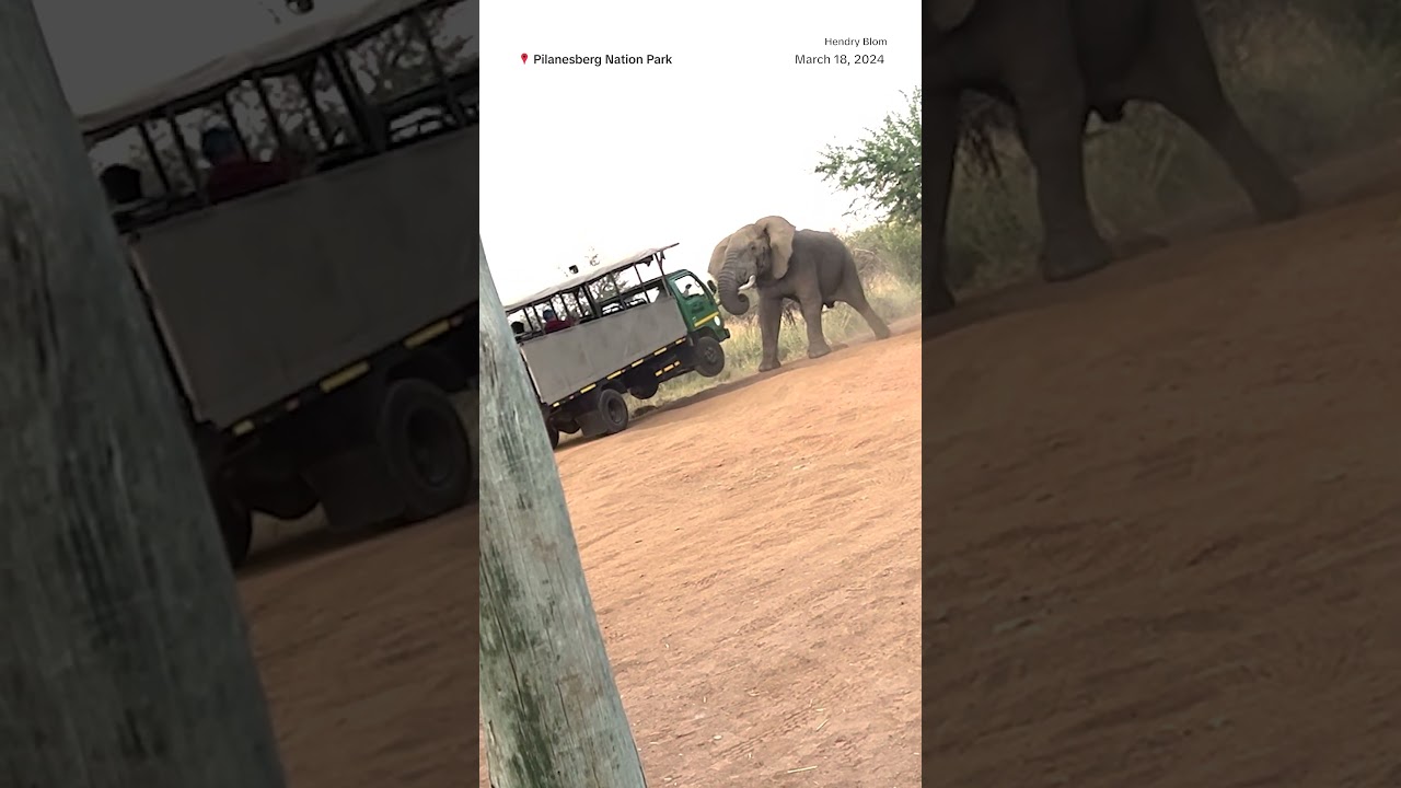 Elephant charges tourist group in South Africa