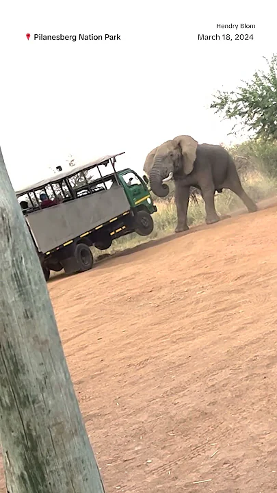 Elephant charges tourist group in South Africa
